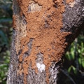 Boost Property Value with Effective Pest Prevention