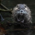 Enhance Real Estate Appeal with Rodent Pest Control