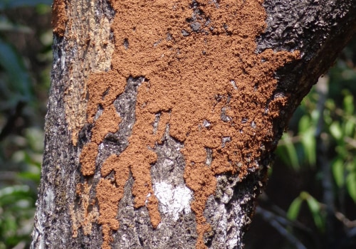 Boost Property Value with Effective Pest Prevention