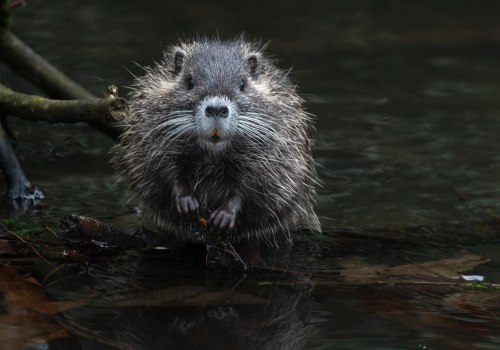 Enhance Real Estate Appeal with Rodent Pest Control