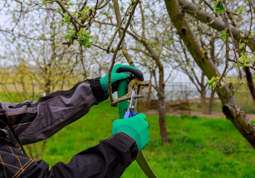 Enhance Your Real Estate Marketing With Professional Tree Trimming Services In Pembroke Pines, FL